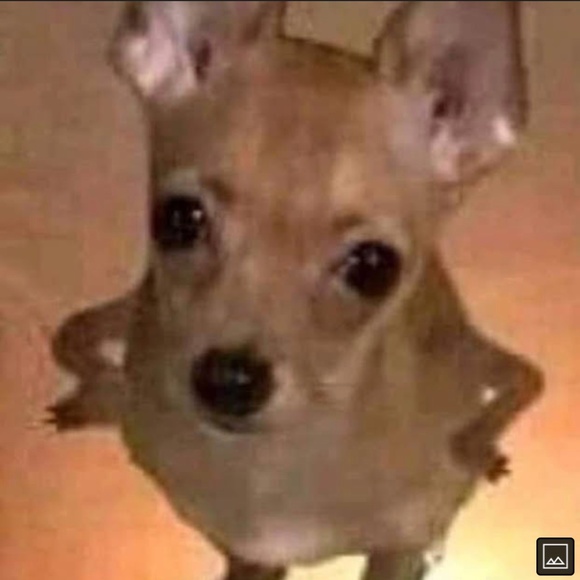 Meet your Posher, Lily - Picture 1 of 1